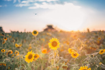 Close-up of yellow flowering plants on field against sky