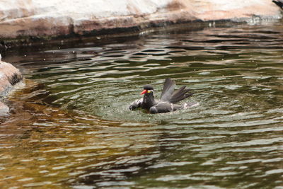 View of swans swimming in lake