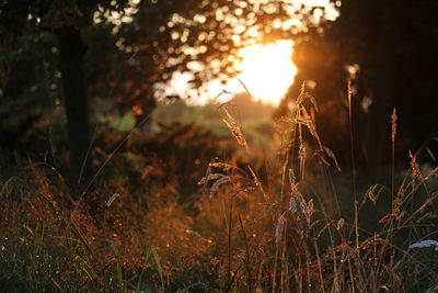 Close-up of plants growing on field during sunset