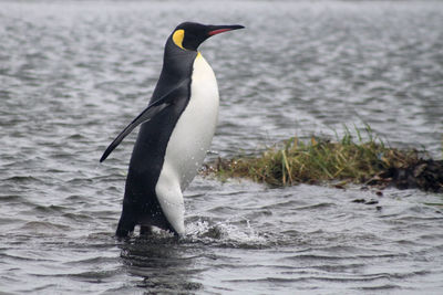 Side view of king penguin in sea