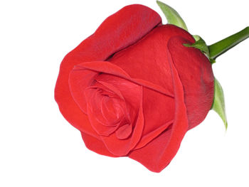 Close-up of red rose over white background