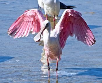 Bird in water