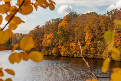 Trees by lake during autumn