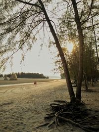 Trees on beach against sky