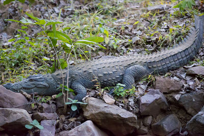 View of a lizard on rock