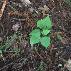 High angle view of plants growing on field