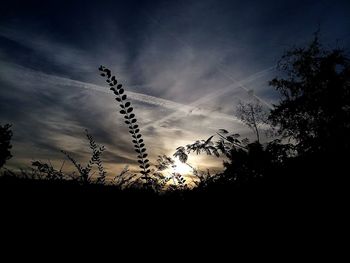 Low angle view of silhouette plants against sky during sunset