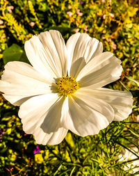 Close-up of white flower