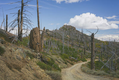 Road in the mountains with standing dead trees from wildfire