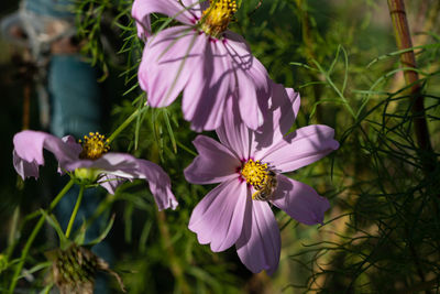 Close-up of purple flowering plant