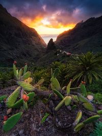 Plants growing on land against sky during sunset