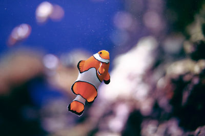 Close-up of fish in aquarium