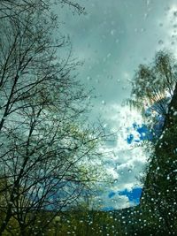 Low angle view of tree against sky