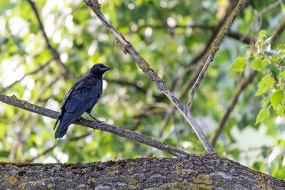 Close-up of bird perching on tree