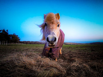 Portrait of a horse on field