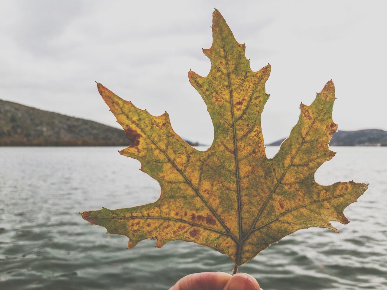 change, day, nature, outdoors, maple leaf, maple, no people, sky, autumn, close-up, beauty in nature, scenics