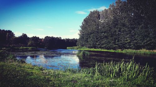 Scenic view of lake in forest against sky