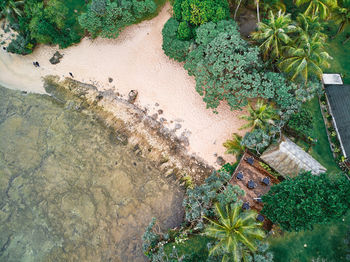 High angle view of plants and trees by building