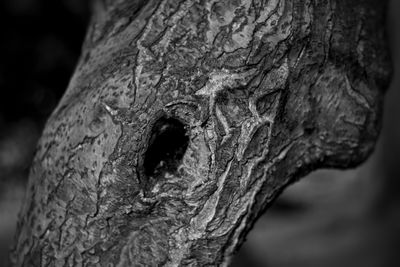 Close-up of lizard on tree trunk