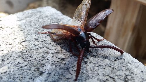 Close-up of insect