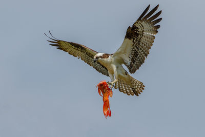 Low angle view of eagle flying against clear sky