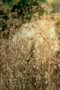 Close-up of stalks in field