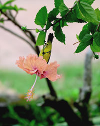 Close-up of flower blooming on tree