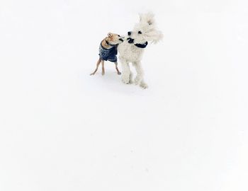 Dogs on white background
