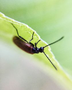 Close-up of ladybug on leaf