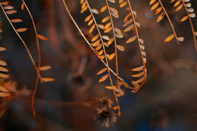 Close-up of dry plant in field