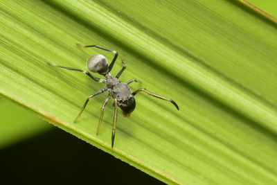 Close-up of insect on leaf