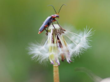 Close-up of insect on flower