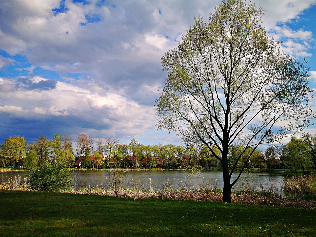 PLANTS BY LAKE AGAINST SKY