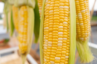 Close-up of corn