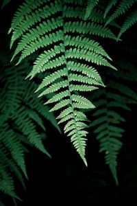 Close-up of fern leaves