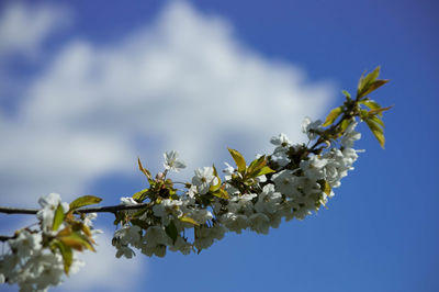 Low angle view of white flowers blooming on tree