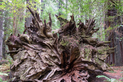 Close-up of tree trunks in forest