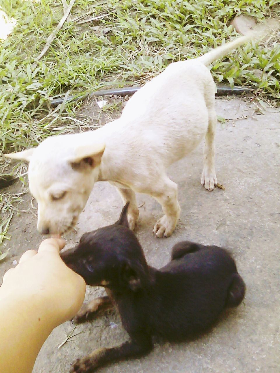 animal themes, domestic animals, mammal, high angle view, pets, two animals, dog, white color, one animal, young animal, outdoors, day, togetherness, field, nature, no people, sunlight, relaxation, zoology, full length