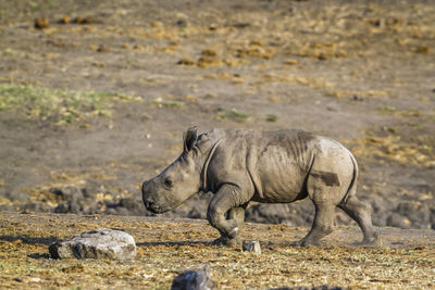 View of elephant on land