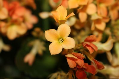 Close-up of flowers blooming