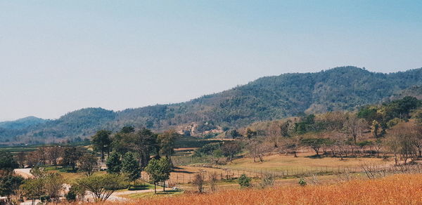 Scenic view of field against clear sky