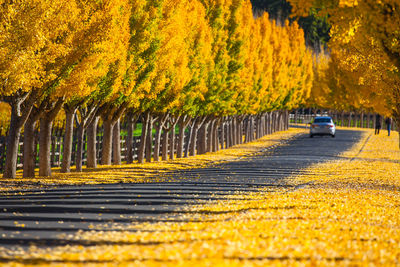 Empty road amidst trees