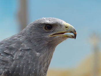 Headshot of gray hawk