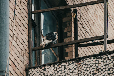 Low angle view of bird perching on wall