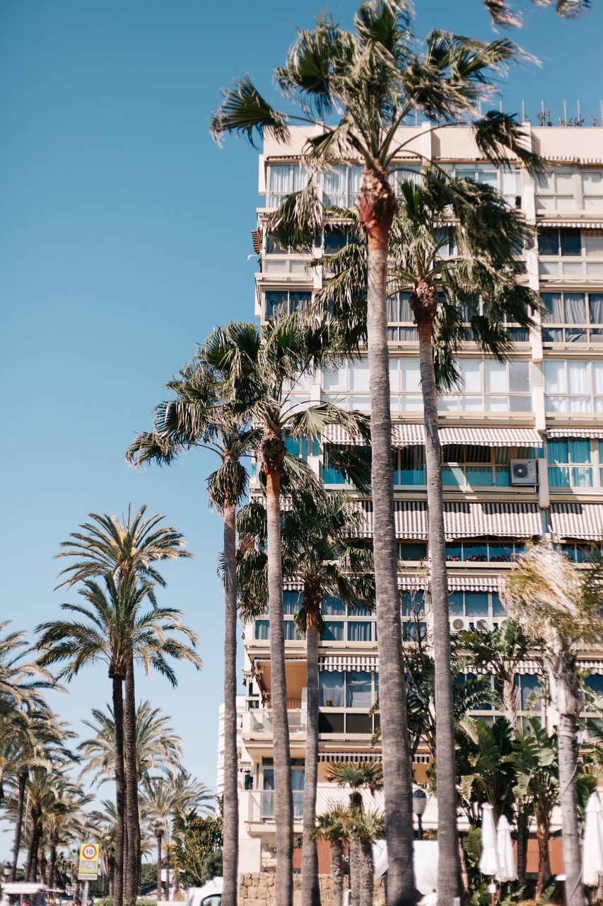 LOW ANGLE VIEW OF PALM TREES AGAINST BUILDINGS