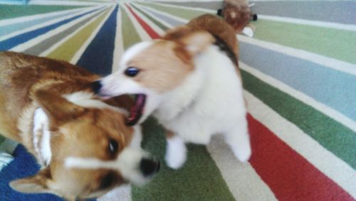 High angle view of dog