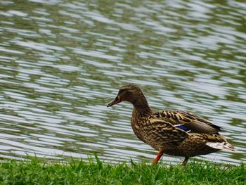 Side view of a duck in a lake