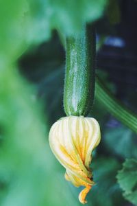 Close -up of squash vegetable with flower