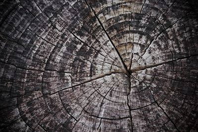 Low angle view of tree stump