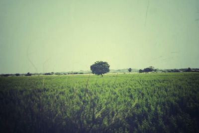 Scenic view of grassy field